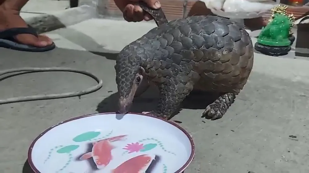 Kiểm tra vườn lan khi chó sủa ran, người đàn ông bắt được tê tê quý