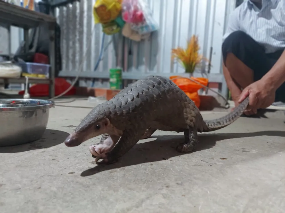 Kiểm tra vườn lan khi chó sủa ran, người đàn ông bắt được tê tê quý