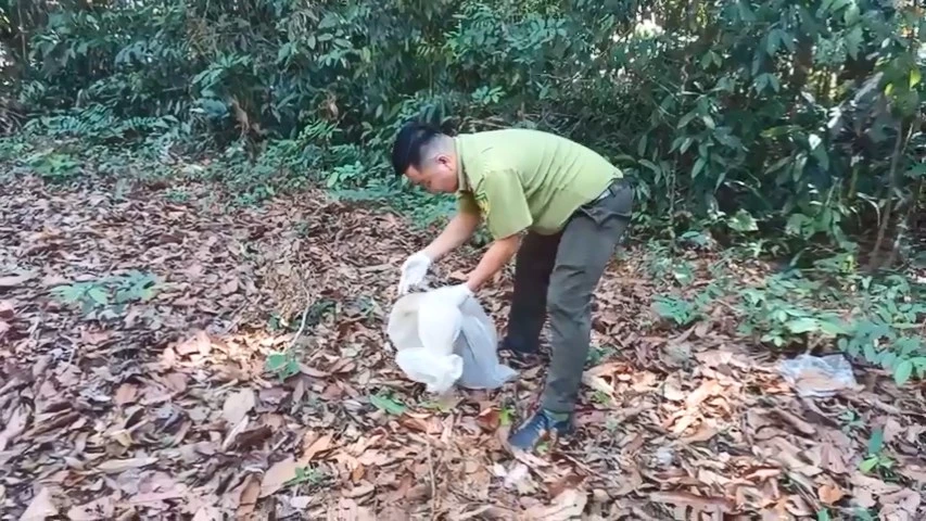 Trong ngày 11-4, cơ quan chức năng đã thả 27 động vật hoang dã về Vườn quốc gia Cát Tiên. Ảnh: HT Con trăn 1,7 m bò vào chung cư Mỹ Phước đã được thả về Cát Tiên