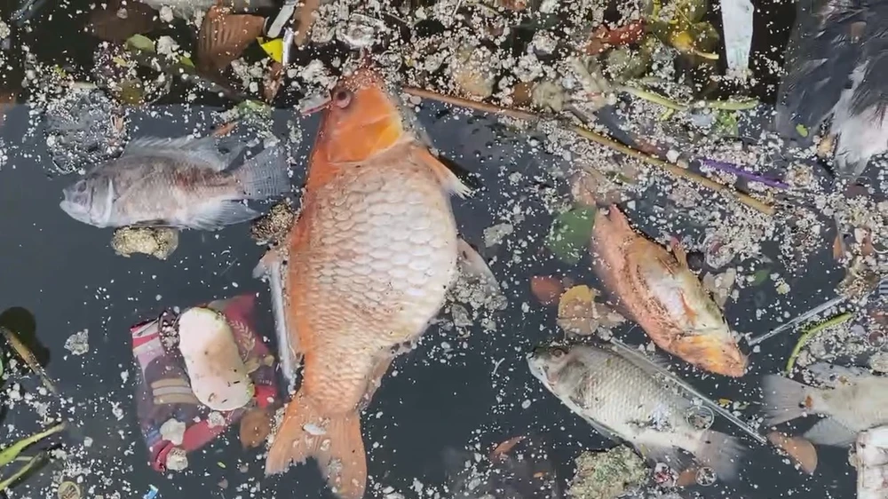 Lại tiếp tục tái diễn cảnh ‘mưa to đầu mùa, hàng tấn cá chết trên kênh Nhiêu Lộc – Thị Nghè’