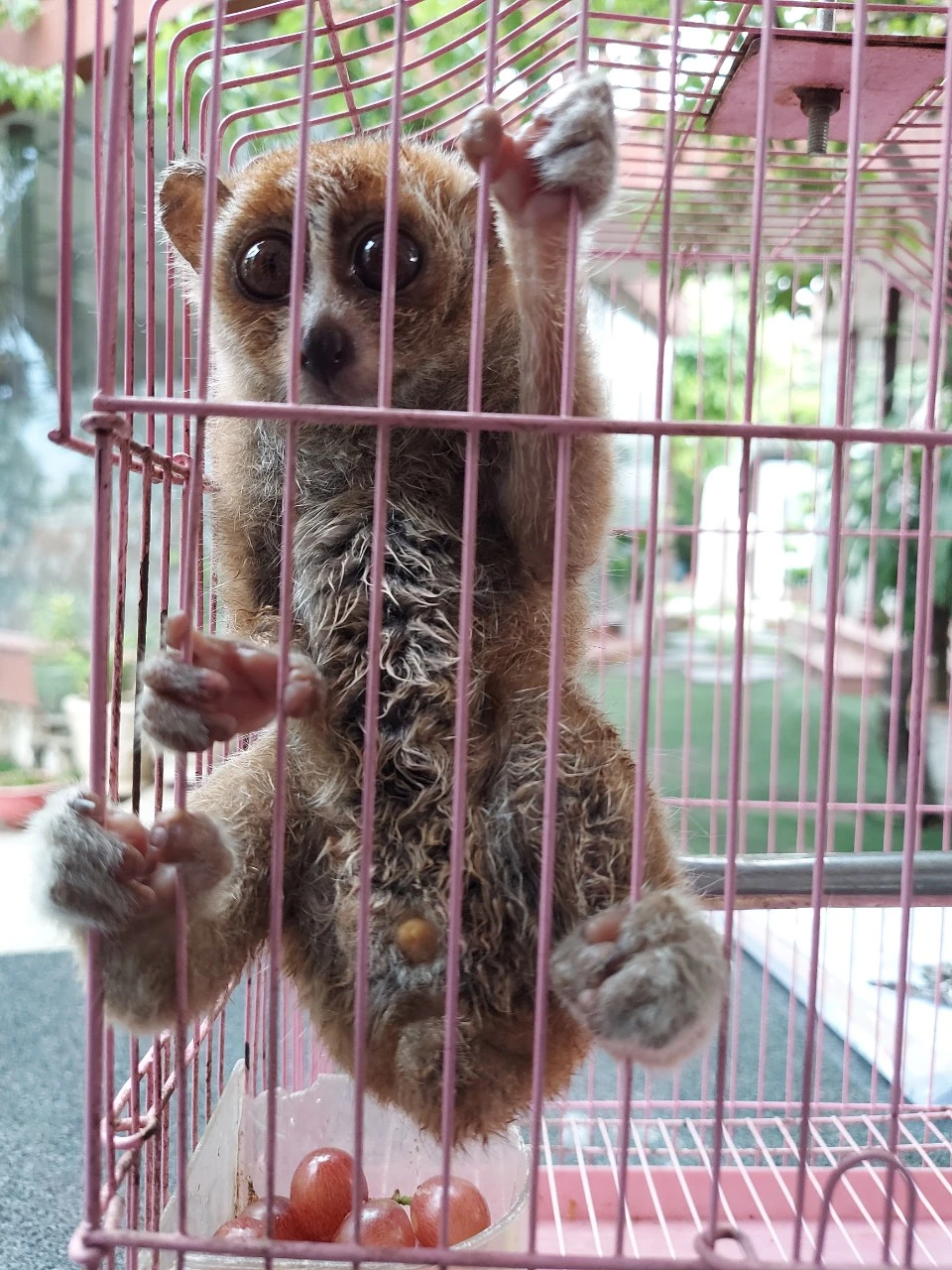 Con culi hay còn gọi là con "cù lần" là một loài động vật dễ mến, hiền lành. Ảnh: HT Quét sân, người dân ở TP Thủ Đức bắt được con ‘cù lần’ quý hiếm trên cây khế