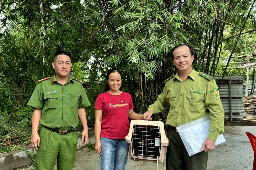 Bắt được hai con culi quý hiếm khi chặt tre trong vườn ở Bình Thạnh