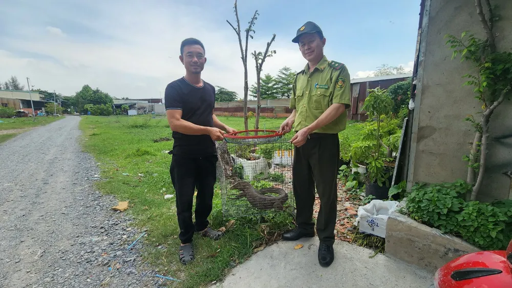Ông Thường đã giao tận tay kiểm lâm con kỳ đà vân nặng 7kg. Ảnh: NT Người dân ở Bình Chánh dùng võng bắt con kỳ đà 7kg bò vào nhà