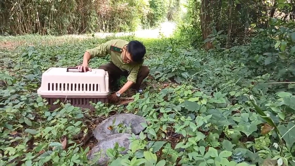 Nhiều cá thể rùa cũng được thả trong đợt này. Ảnh: HT Con khỉ hù người phụ nữ ở Bình Chánh và 28 động vật hoang dã được thả về tự nhiên