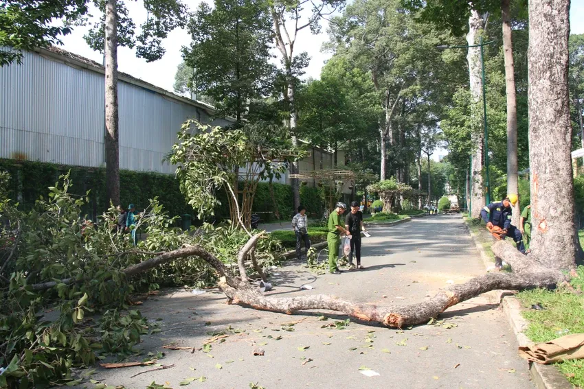 Công an hiện đang làm rõ trách nhiệm của cá nhân, tổ chức liên quan để làm rõ trách nhiệm trong vụ cây gãy đè chết 2 người. Ảnh: PN Công an TP.HCM làm rõ trách nhiệm vụ cây gãy đè chết 2 người ở Công viên Tao Đàn