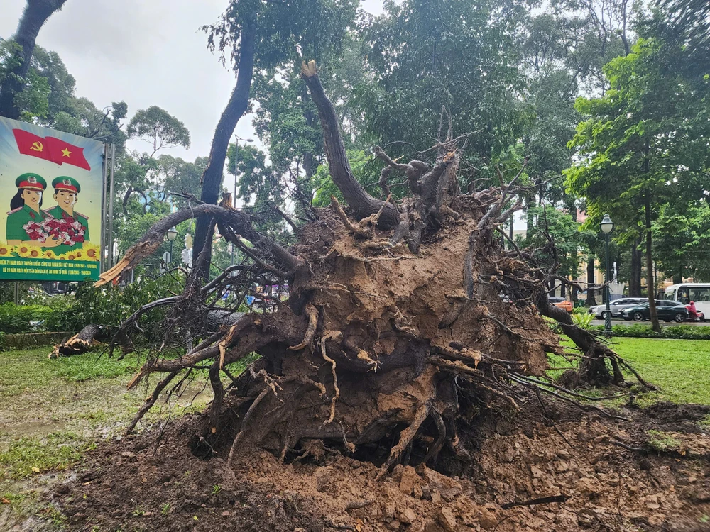 Mưa to gió lớn, hàng loạt cây bật gốc, gãy đổ đè người đi đường