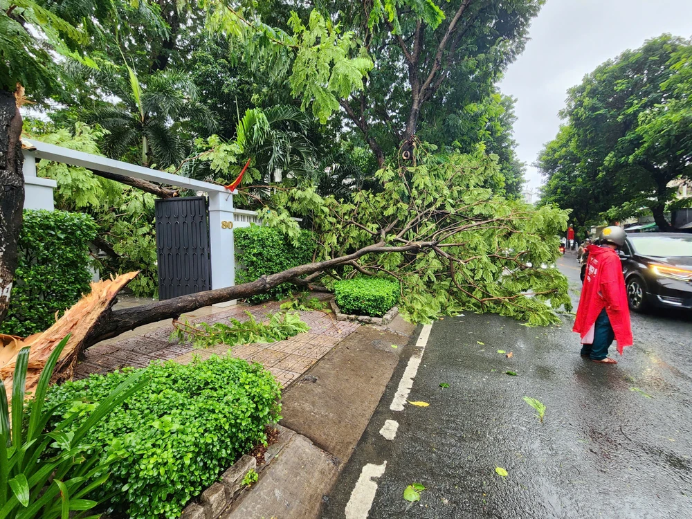 Mưa to gió lớn, hàng loạt cây bật gốc, gãy đổ đè người đi đường