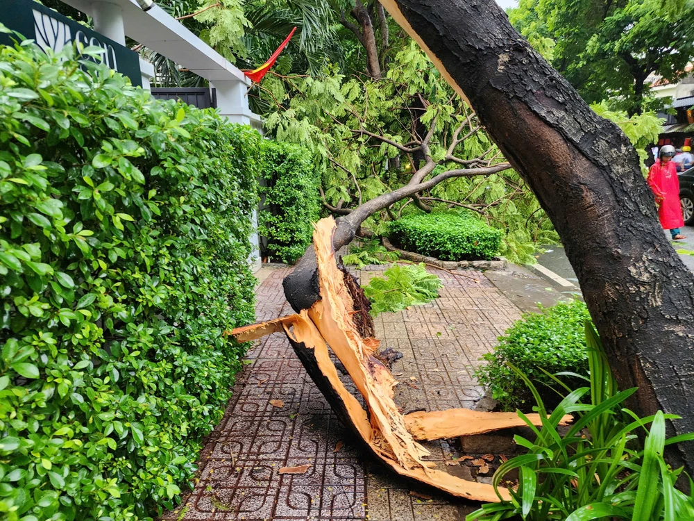 Mưa to gió lớn, hàng loạt cây bật gốc, gãy đổ đè người đi đường