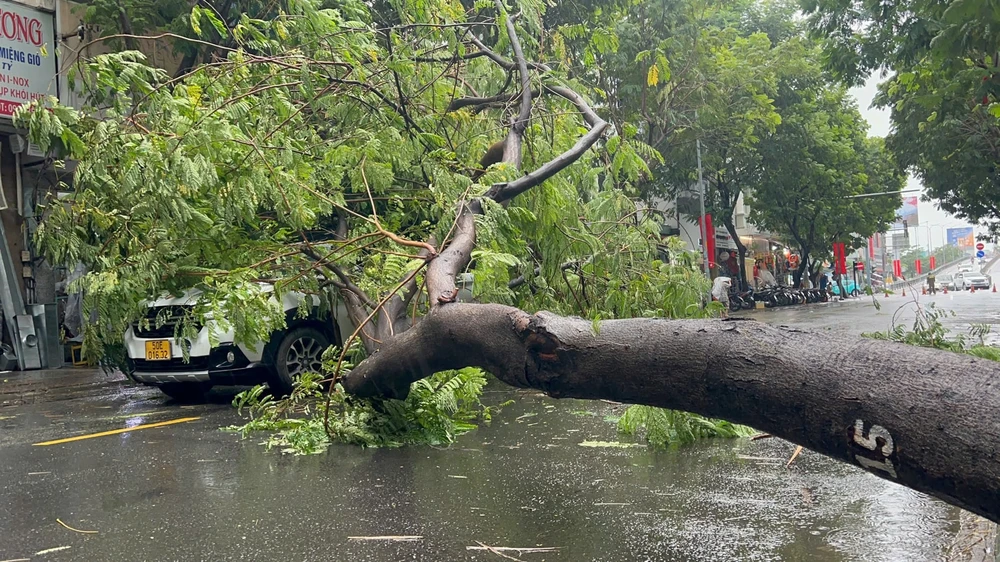 Mưa to gió lớn, hàng loạt cây bật gốc, gãy đổ đè người đi đường
