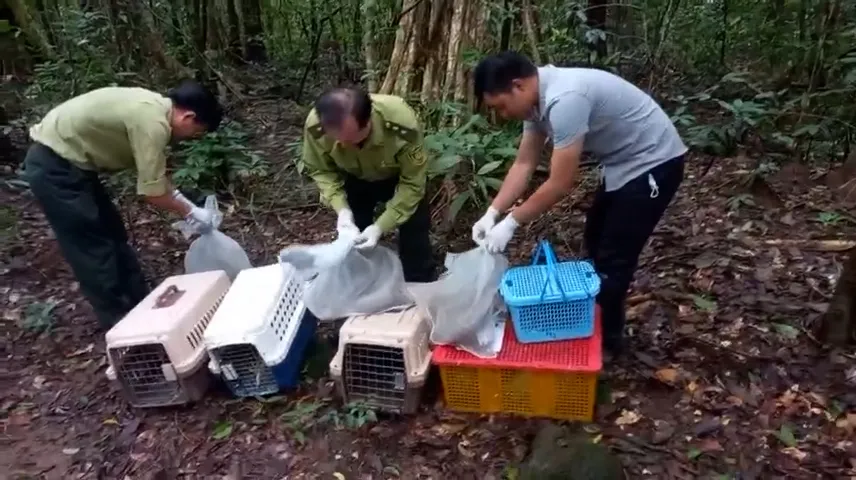 Trong số này có một con chim diều đầu nâu do nam bảo vệ trường học bắt ở Quận 4 và bàn giao cho Kiểm lâm. Ảnh: HT Con chim quý bay vào trường học ở Quận 4 và 24 động vật được thả về tự nhiên