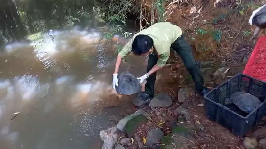 Trong số này, Kiểm lâm TP.HCM cũng phối hợp thả nhiều cá thể rùa về tự nhiên. Ảnh: HT Con kỳ đà được người dân dùng võng bắt ở Bình Chánh được thả về tự nhiên