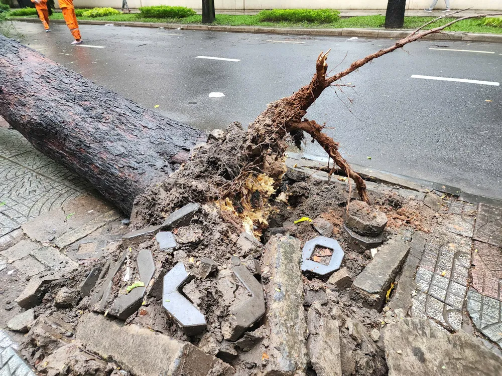 2 cây me bật gốc đè 5 xe máy trên đường Nguyễn Du