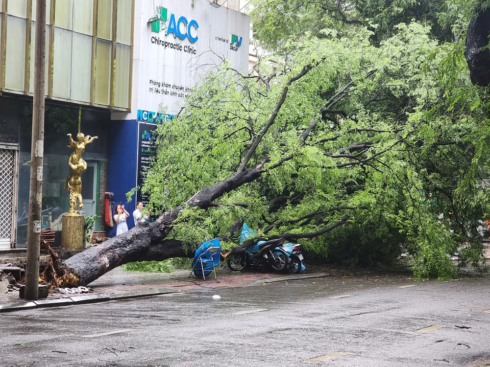 2 cây me bật gốc đè 5 xe máy trên đường Nguyễn Du