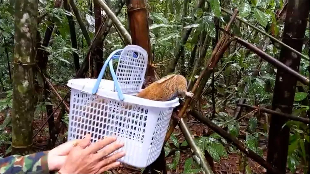 Bốn con cu li sức khỏe tốt, có thể hòa nhập vào môi trường tự nhiên ở Vườn quốc gia Bù Gia Mập (tỉnh Bình Phước). Ảnh: HT con-vat-quy-la-vat-chung-trong-vu-an-hinh-su-duoc-tha-ve-tu-nhien-1.jpg