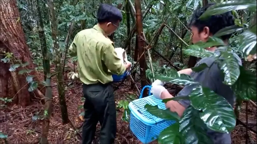 Chi cục Kiểm lâm TP.HCM phối hợp với Vườn quốc gia Bù Gia Mập (tỉnh Bình Phước) thả năm cá thể động vật hoang dã về tự nhiên. Ảnh: HT con-vat-quy-la-vat-chung-trong-vu-an-hinh-su-duoc-tha-ve-tu-nhien.jpg