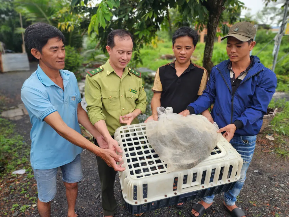 Con kỳ đà được người dân ở huyện Bình Chánh phát hiện đang bắt gà ăn. Ảnh: HT Nghe tiếng gà kêu, phát hiện con vật lạ đang bắt gà ăn ở Bình Chánh