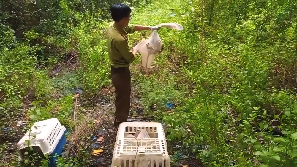 Năm con khỉ được cơ quan chức năng thả về tự nhiên. Ảnh: HT 5 con khỉ bị người đàn ông bắt ở rừng Cần Giờ được thả về tự nhiên