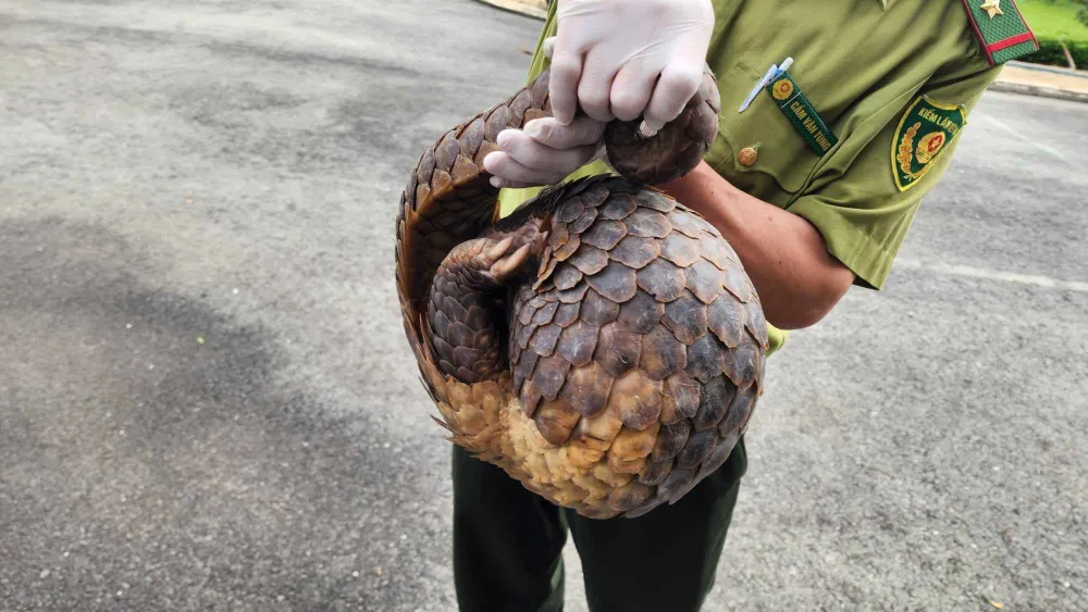 Tê tê quý liên tục xuất hiện sau đêm mưa ở Quận 12