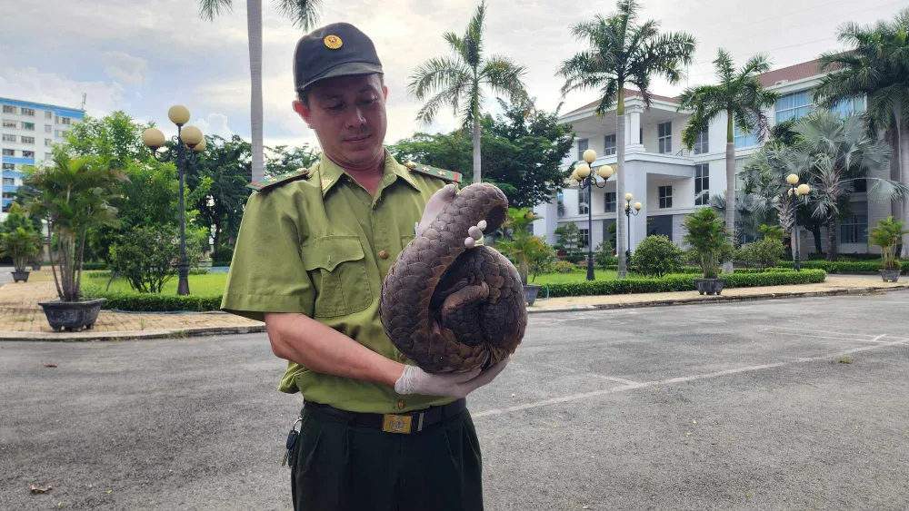 Tê tê quý liên tục xuất hiện sau đêm mưa ở Quận 12