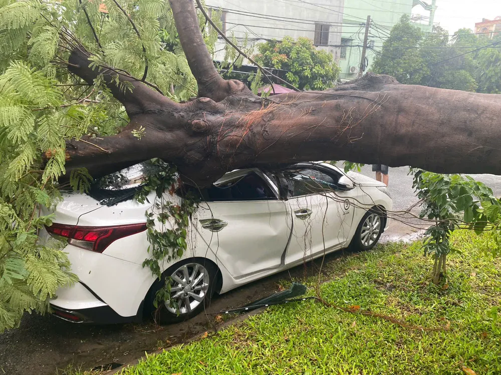 Cây phượng bật gốc trong cơn mưa, đè trúng ô tô ở Quận 12