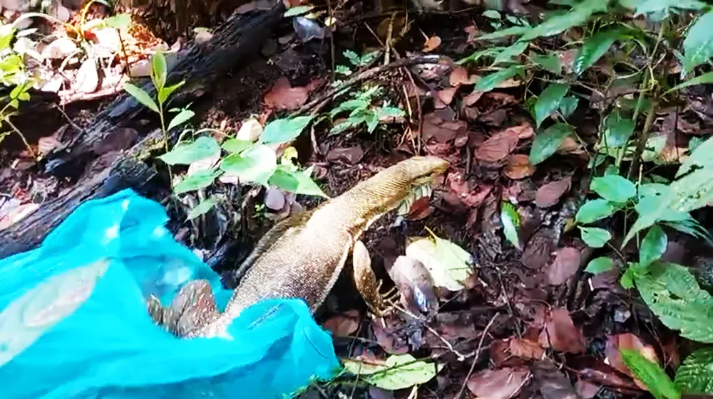 Tê tê Java là vật chứng trong vụ án hình sự ở quận Bình Tân được thả về tự nhiên