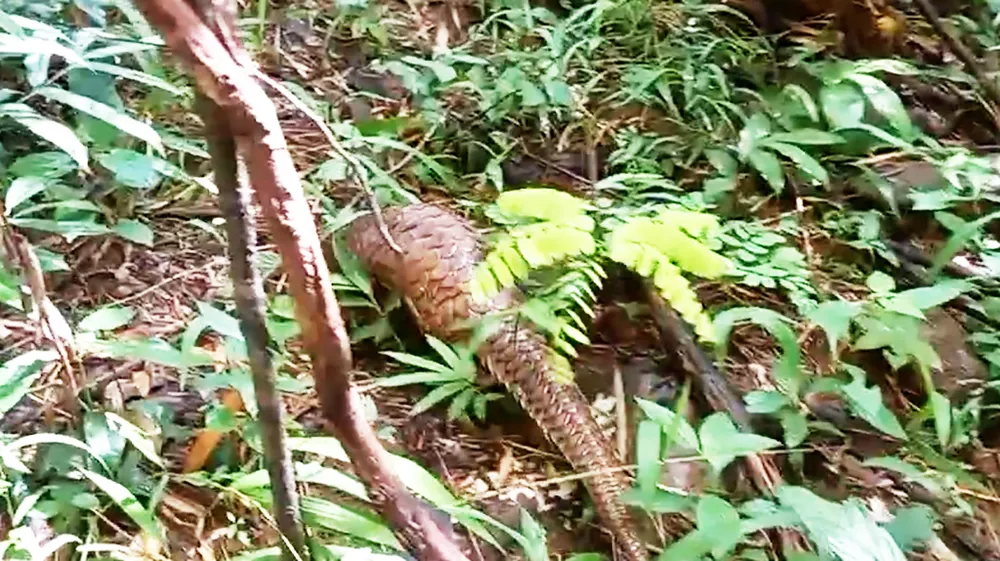 Tê tê Java là vật chứng trong vụ án hình sự ở quận Bình Tân được thả về tự nhiên