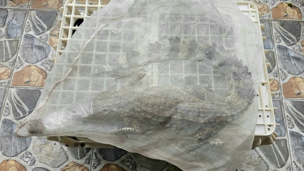 Con cá sấu được dân vây bắt ở Quận 12 được bàn giao cho kiểm lâm
