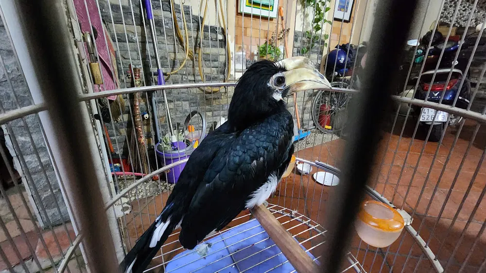 Về nhà lúc nửa đêm thì thấy con chim lạ, nam thanh niên giao kiểm lâm