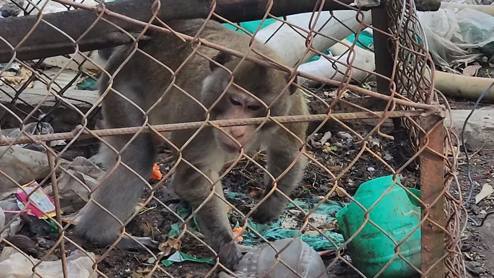 thuong-con-khi-bi-cut-duoi-nguoi-dan-ong-o-binh-chanh-giao-kiem-lam (4).jpg