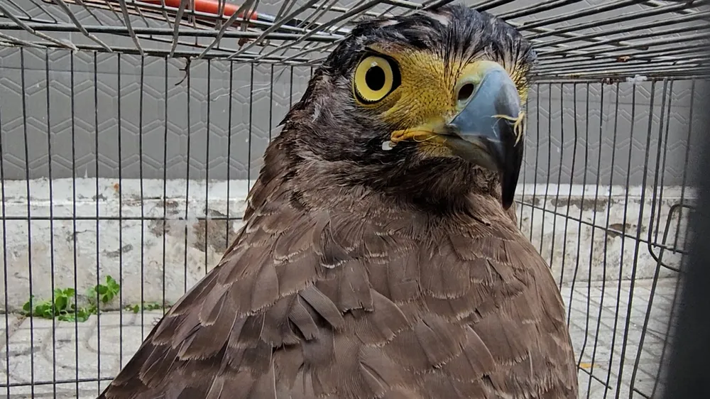 Chim lạ có sải cánh 1 mét sà xuống cánh đồng ngô bắt rắn bị người dân nhốt lại