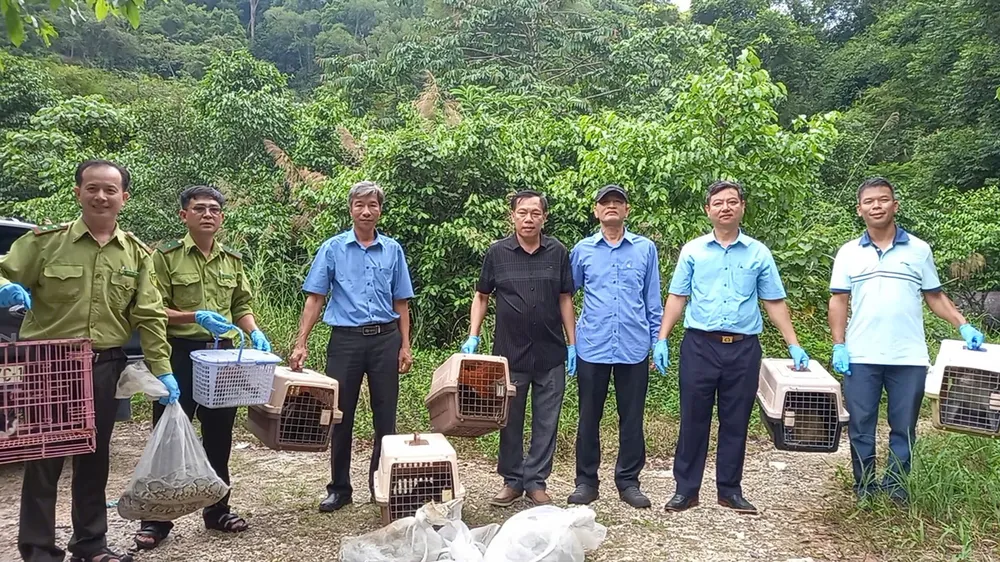 Chi cục Kiểm lâm TP.HCM phối hợp thả 24 cá thể động vật hoang dã về môi trường tự nhiên. Ảnh: HT Con cu li quý hiếm bắt được ở TP Thủ Đức cùng 23 động vật hoang dã được thả về tự nhiên