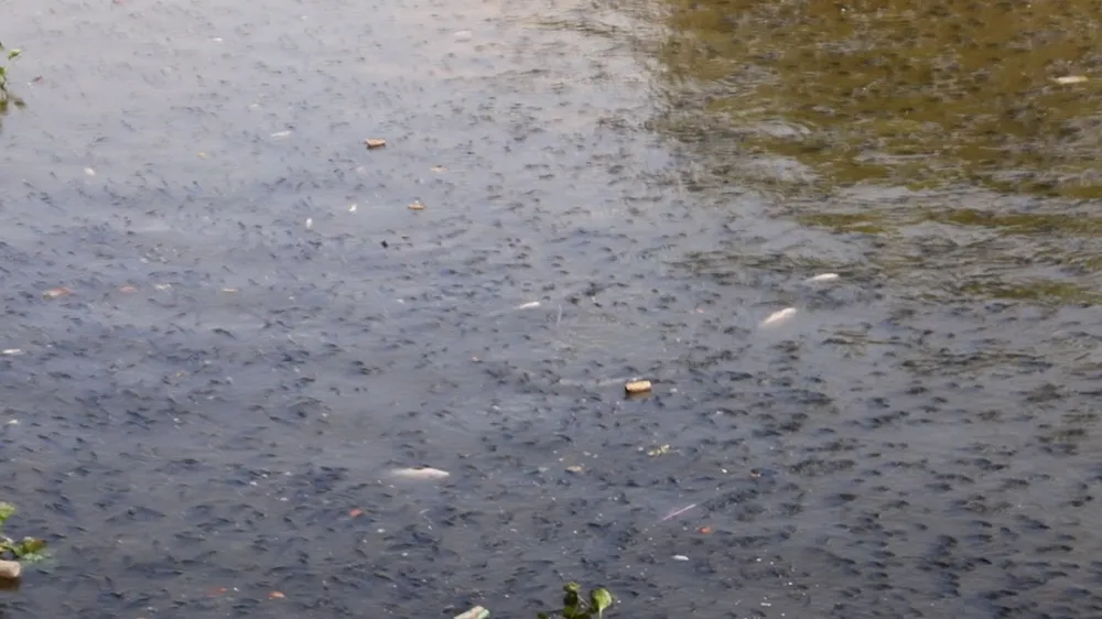 Cá chết đầy kênh đẹp nhất TP.HCM, người dân bịt mũi khi qua lại