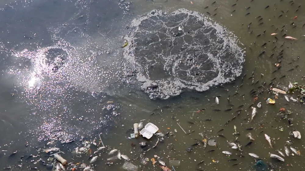 Cá chết đầy kênh đẹp nhất TP.HCM, người dân bịt mũi khi qua lại