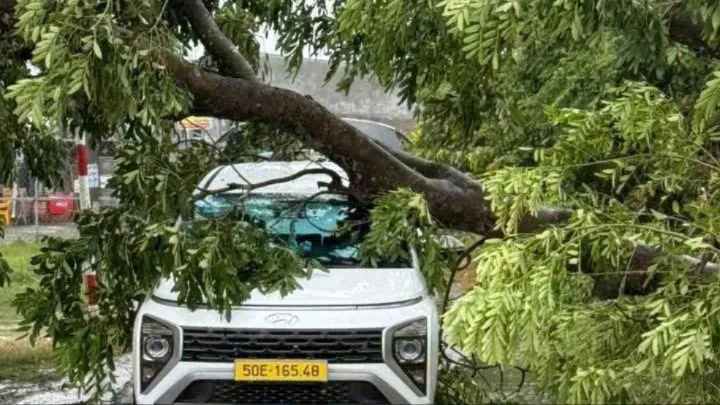 Phó Chủ tịch UBND TP.HCM chỉ đạo rà soát, xử lý cây xanh nguy cơ gãy đổ trong mùa mưa