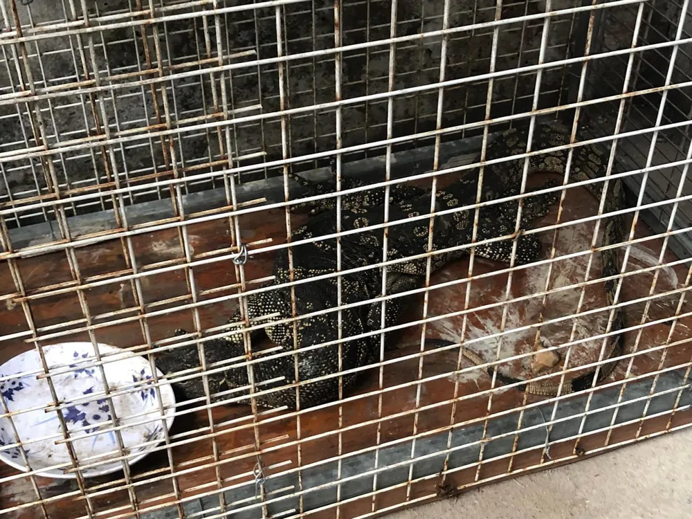 Con kỳ đà dài hơn nửa mét, nặng 4,4 kg. Ảnh: ĐC Con kỳ đà dài hơn nửa mét, nặng 4,4 kg. Ảnh: ĐC