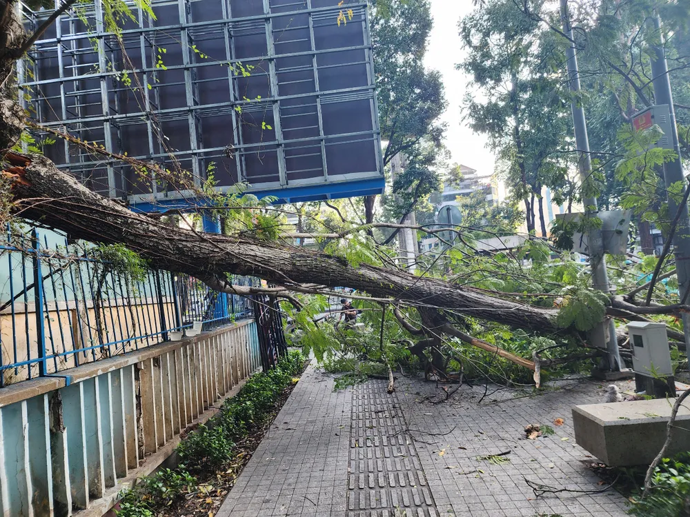 Nhánh cây điệp trong nhà khách Bộ GD&ĐT bị gãy, rơi xuống chắn ngang vỉa hè và một phần đường Võ Văn Tần. Ảnh: ĐC Cây tét nhánh rơi xuống đường ở trung tâm TP.HCM