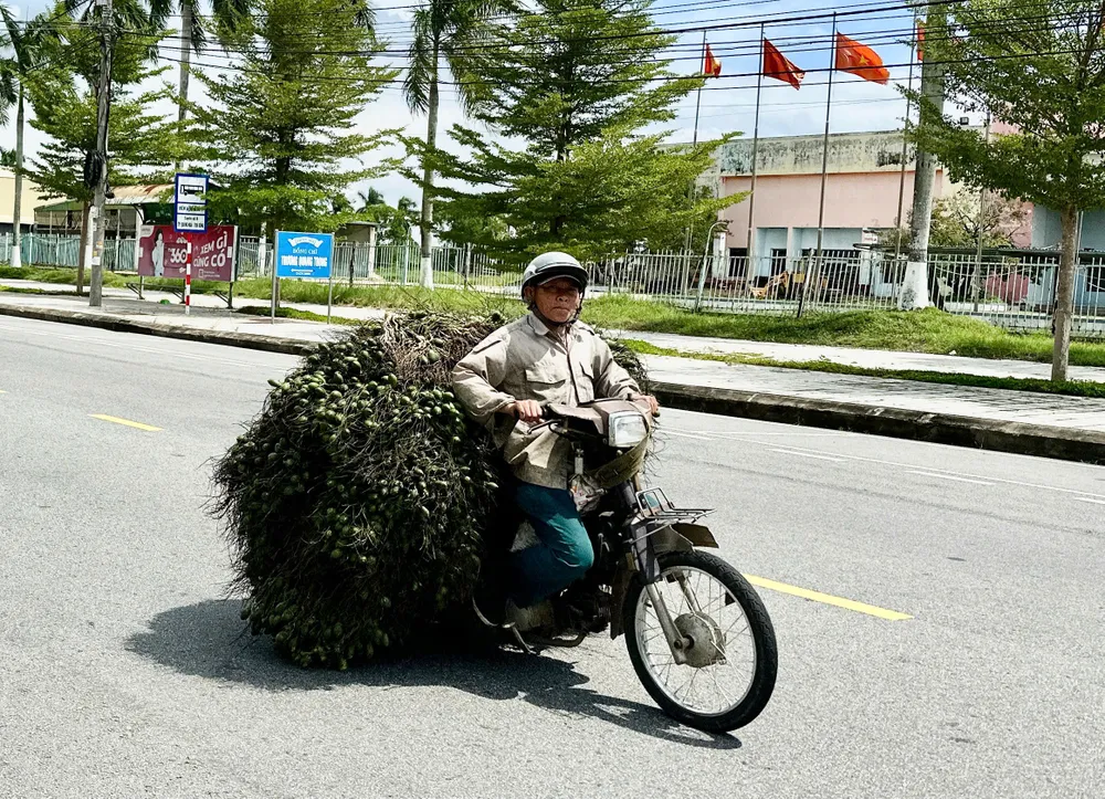 Quảng Ngãi: Nông dân ‘trúng đậm’ nhớ giá cau tăng kỷ lục