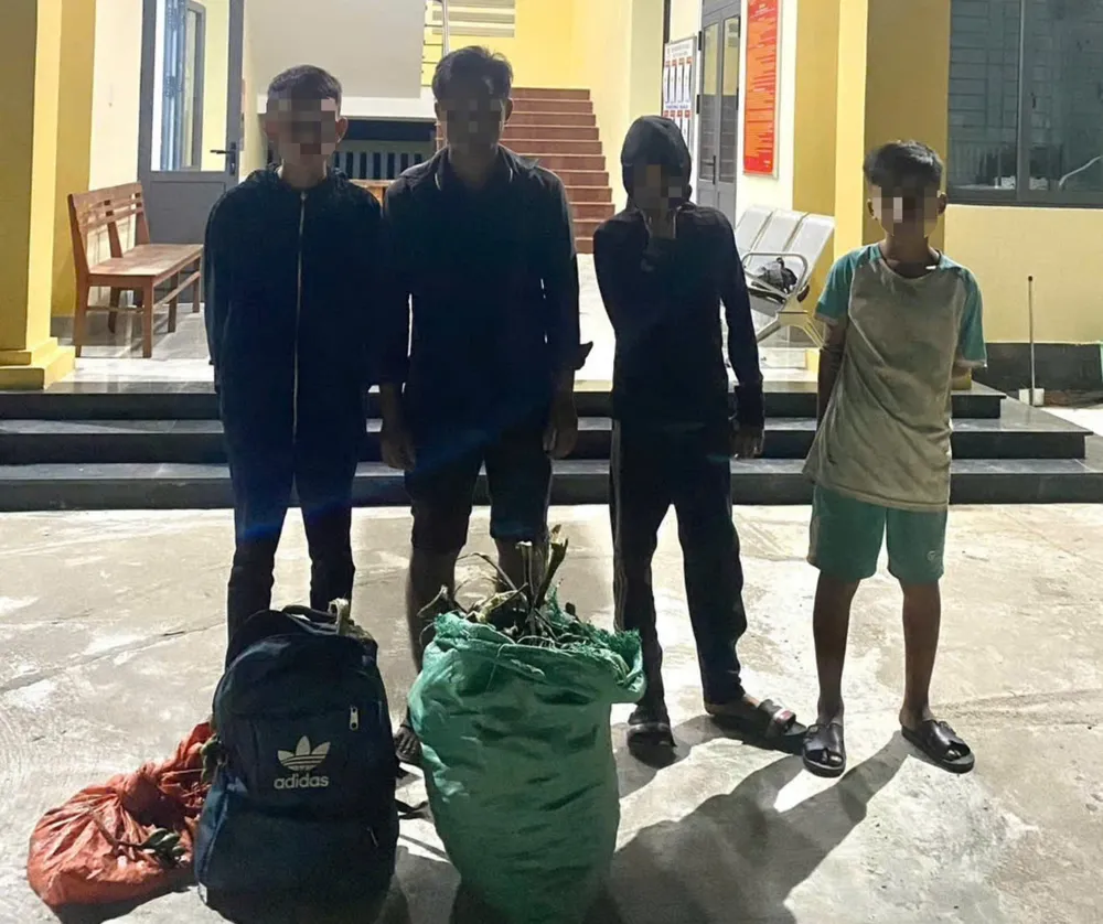 Nhóm trộm cau ở Quảng Ngãi bị bắt quả tang. Ảnh: ĐC bat-qua-tang-nhieu-nhom-trom-cau-o-quang-ngai-1.jpg