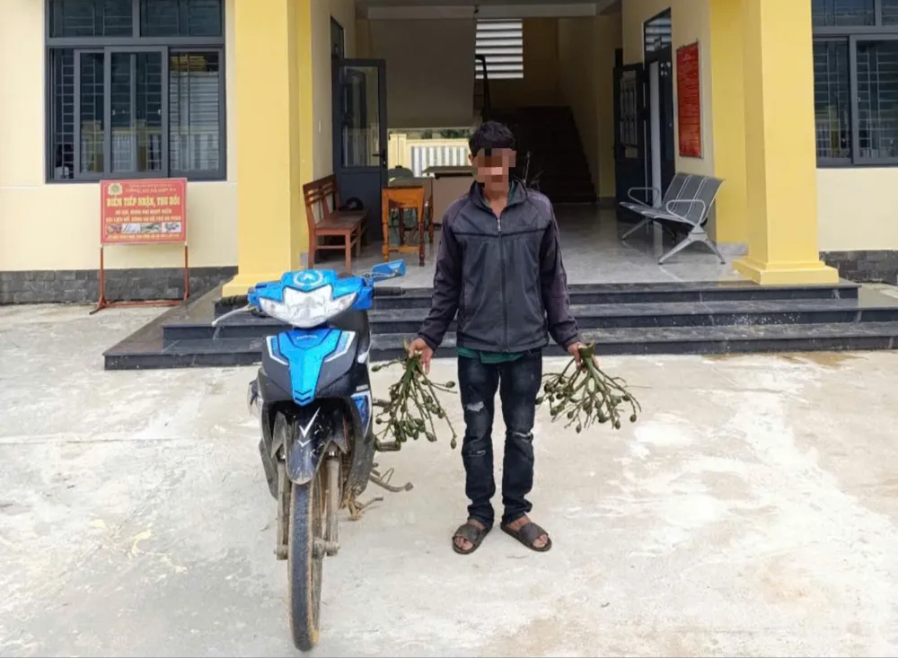 S cùng số tang vật tại Công an xã Sơn Ba. Ảnh: ĐC Bắt quả tang nhiều nhóm trộm cau ở Quảng Ngãi