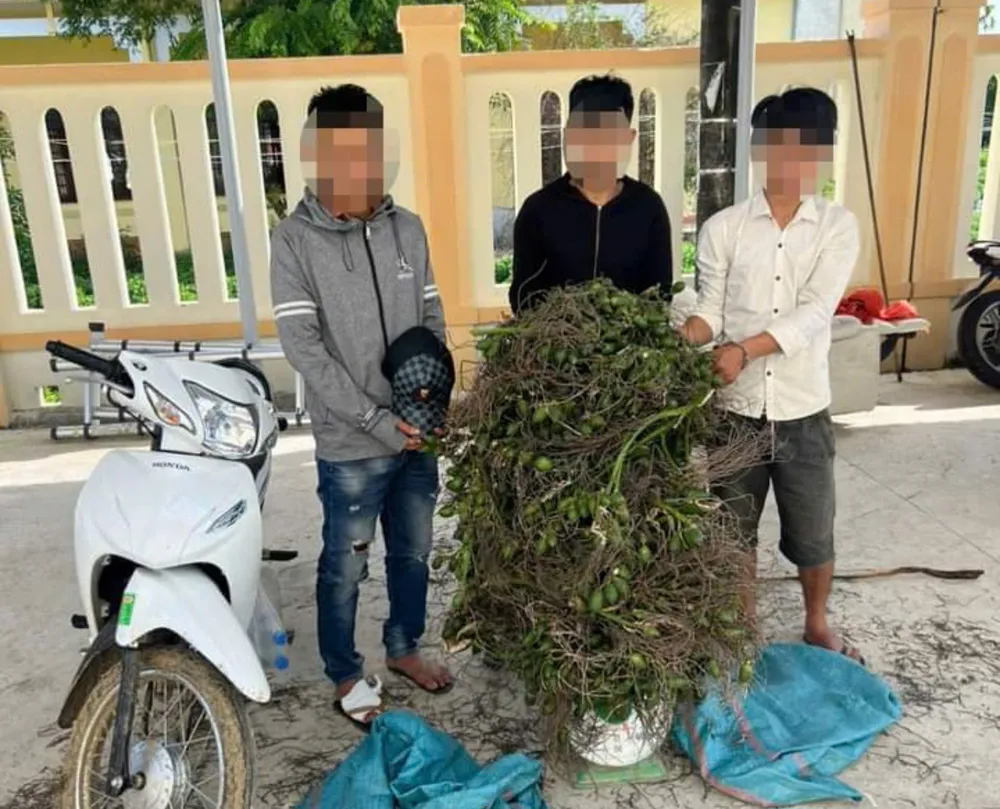 Nhóm trộm cau ở Quảng Ngãi cùng tang vật. Ảnh: CA Khởi tố một nhóm trộm cau ở Quảng Ngãi