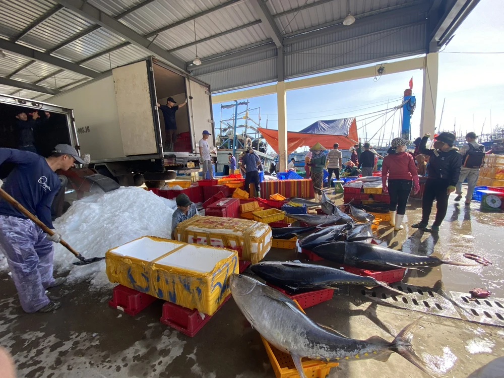 Dự án nâng cấp cảng cá Tịnh Hòa ì ạch, Quảng Ngãi chỉ đạo 'khẩn'