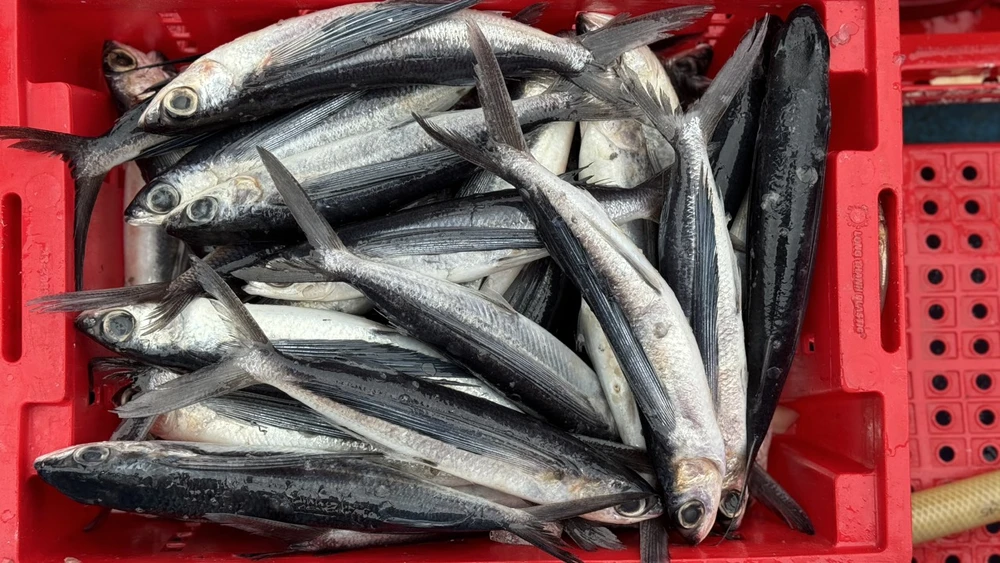 ngu-dan-quang-ngai-boi-thu-chuyen-bien-ngay-giap-tet (5).jpg