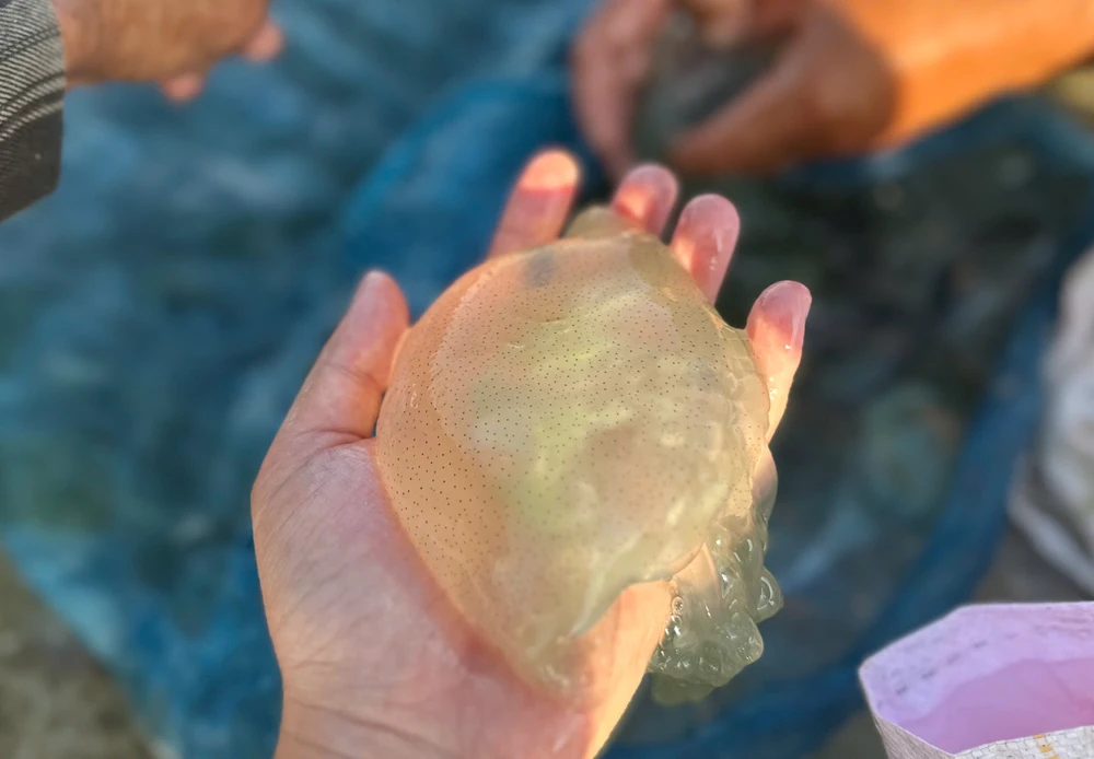 vot-sua-tren-song-truong-giang- (5).jpg