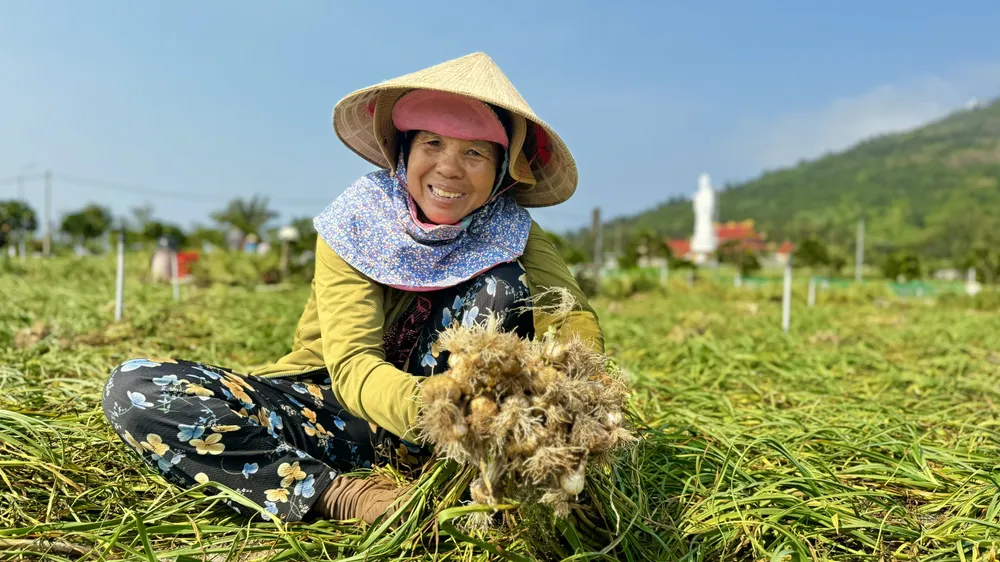 Mùa thu hoạch 'vàng trắng' ở đảo Lý Sơn