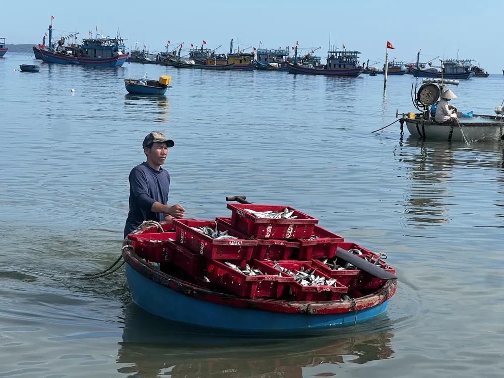 Ngư dân Quảng Ngãi tất bật vào mùa cá nục