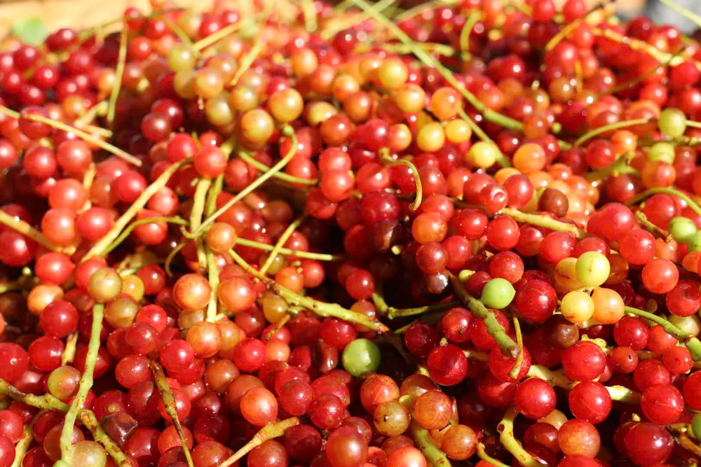 theo-chan-nguoi-xo-dang-len-rung-hai-ngu-vi-tu-kiem-tien-trieu-moi-ngay (11).jpg