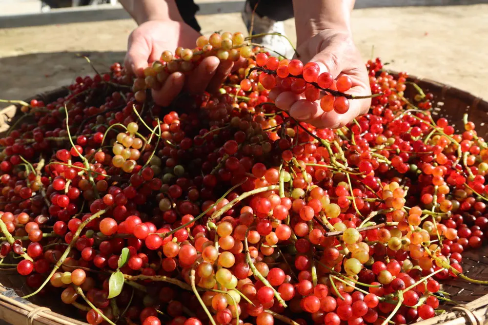 theo-chan-nguoi-xo-dang-len-rung-hai-ngu-vi-tu-kiem-tien-trieu-moi-ngay (14).jpg