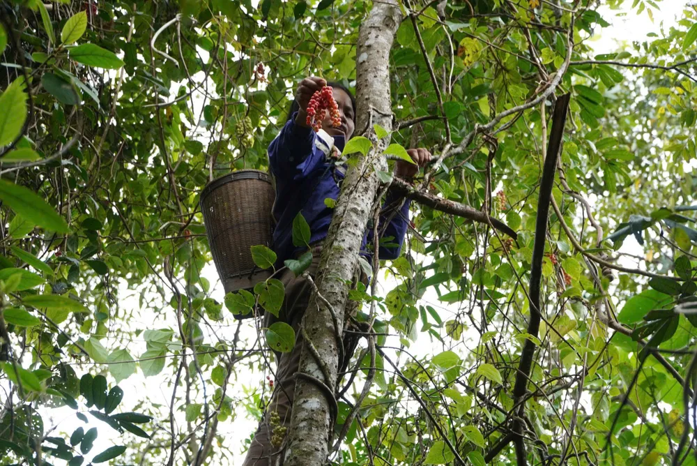 Theo chân người Xơ Đăng lên rừng hái ngũ vị tử, kiếm tiền triệu mỗi ngày