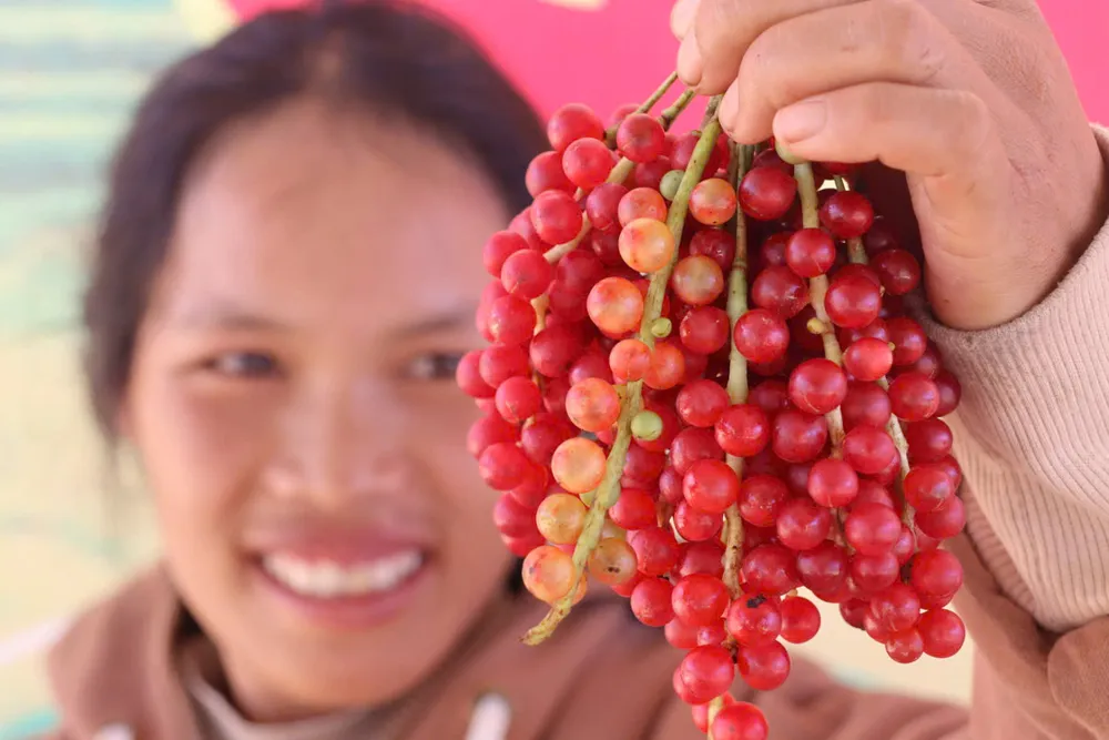 theo-chan-nguoi-xo-dang-len-rung-hai-ngu-vi-tu-kiem-tien-trieu-moi-ngay (3).jpg