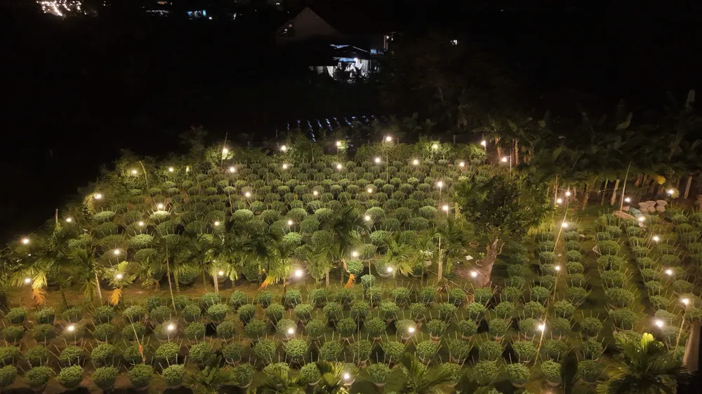 trieu-anh-den-lung-linh-lang-hoa-cuc-tet- (16).jpg